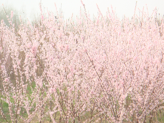 鿴ϸϢ<br>⣺Ҷ÷ Ķ3519