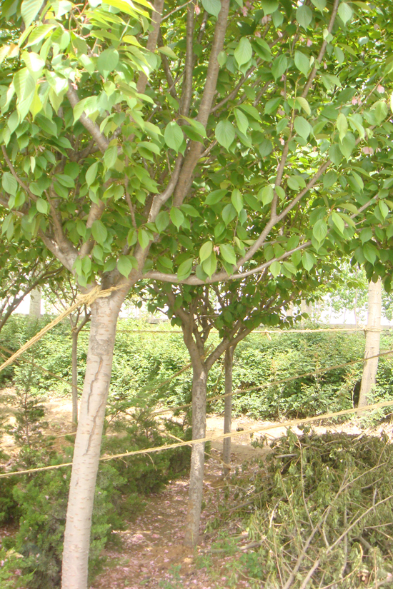 鿴ϸϢ<br>⣺ӣ Ķ3830